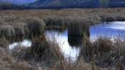 PICTURES/Tuzigoot Monument & Tavasci Marsh/t_Marsh1.JPG